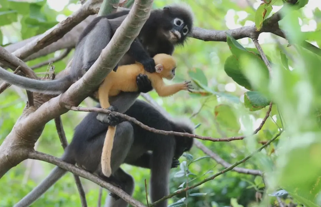 สุดน่ารัก! ฝูงค่างแว่นพาลูก 2 ตัวแรกในปี 66 อวดโฉมนทท. ที่อช.หมู่เกาะอ่างทอง