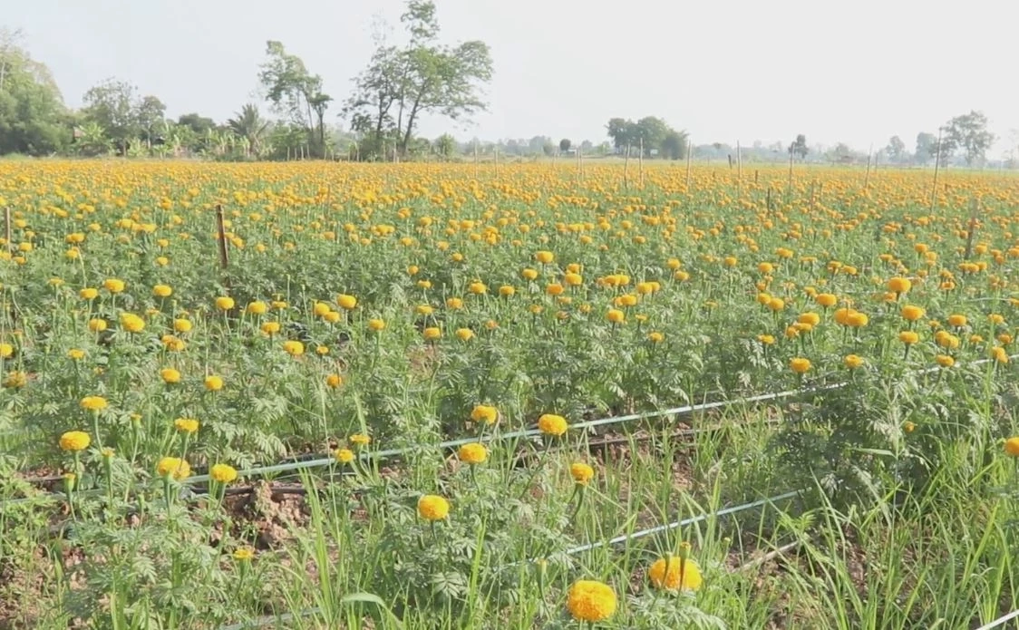 เกษตรกรพิจิตร ปลูก "ดอกดาวเรือง" ขาย สร้างรายได้ช่วงเลือกตั้ง