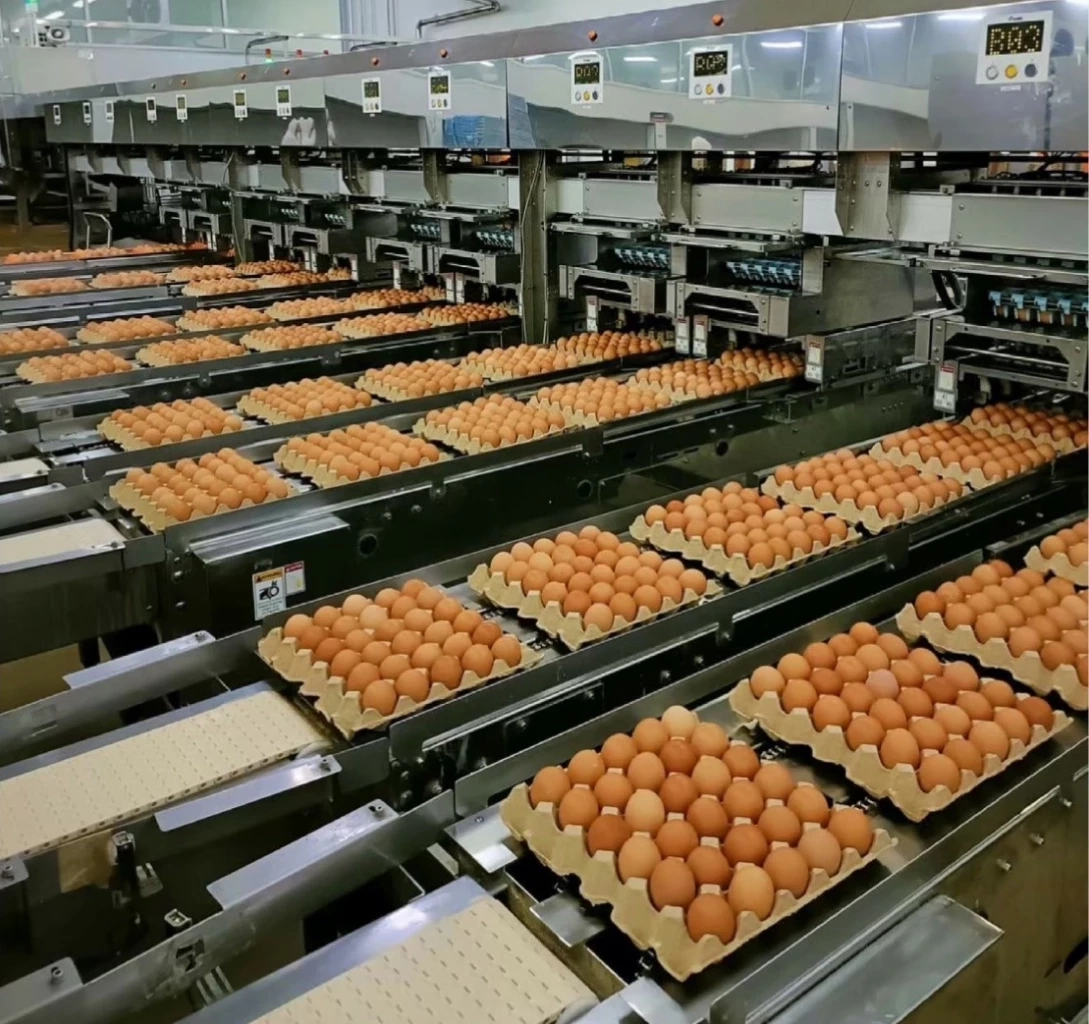 ข่าวดี! ไต้หวันรับซื้อ ไข่ไก่ไทย ประเดิมส่งล็อตแรก 5-8 ล้านฟอง ภายใน มี.ค. 66