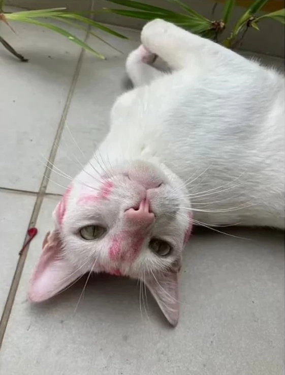 "แมวเจ้าเสน่ห์" ทำสาวหลงฝากรอยจุมพิต