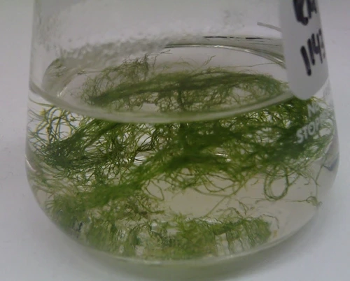 สาหร่ายสีเขียวแกมน้ำเงิน 