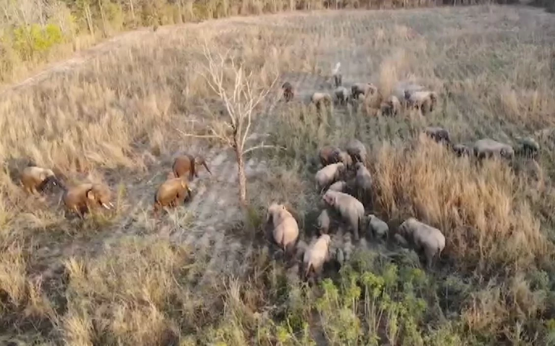 ผวา โขลงช้างป่าภูหลวง ลงมากินพืชไร่ชาวบ้าน เสียหายกว่า 100 ไร่