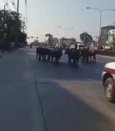 มายังไง? ควายหลุดถนน ตร.-กู้ภัย ช่วยกันไล่ต้อน เล่นเอาแตกตื่นทั้งคนทั้งควาย