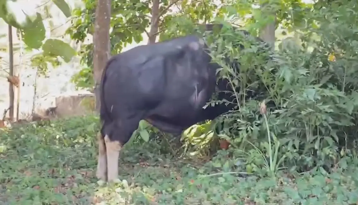 "เจ้าทองดี" กระทิงป่าวังน้ำเขียว โผล่หลบร้อนในสวนชาวบ้าน