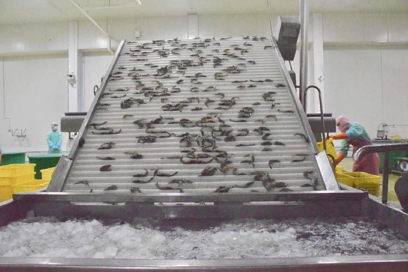 "ชริมพ์บอร์ด" เร่งแผนงาน 9 เดือนสุดท้าย ดันผลิตกุ้งให้ได้ 4 แสนตันในปีนี้