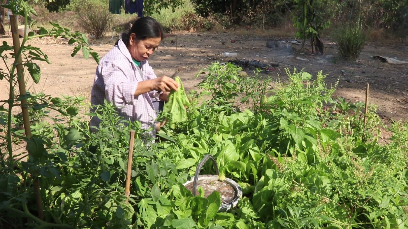 ชาวพิจิตร นำขยะเปียกปลูกผักสวนครัว ลดรายจ่ายและขยะในชุมชน