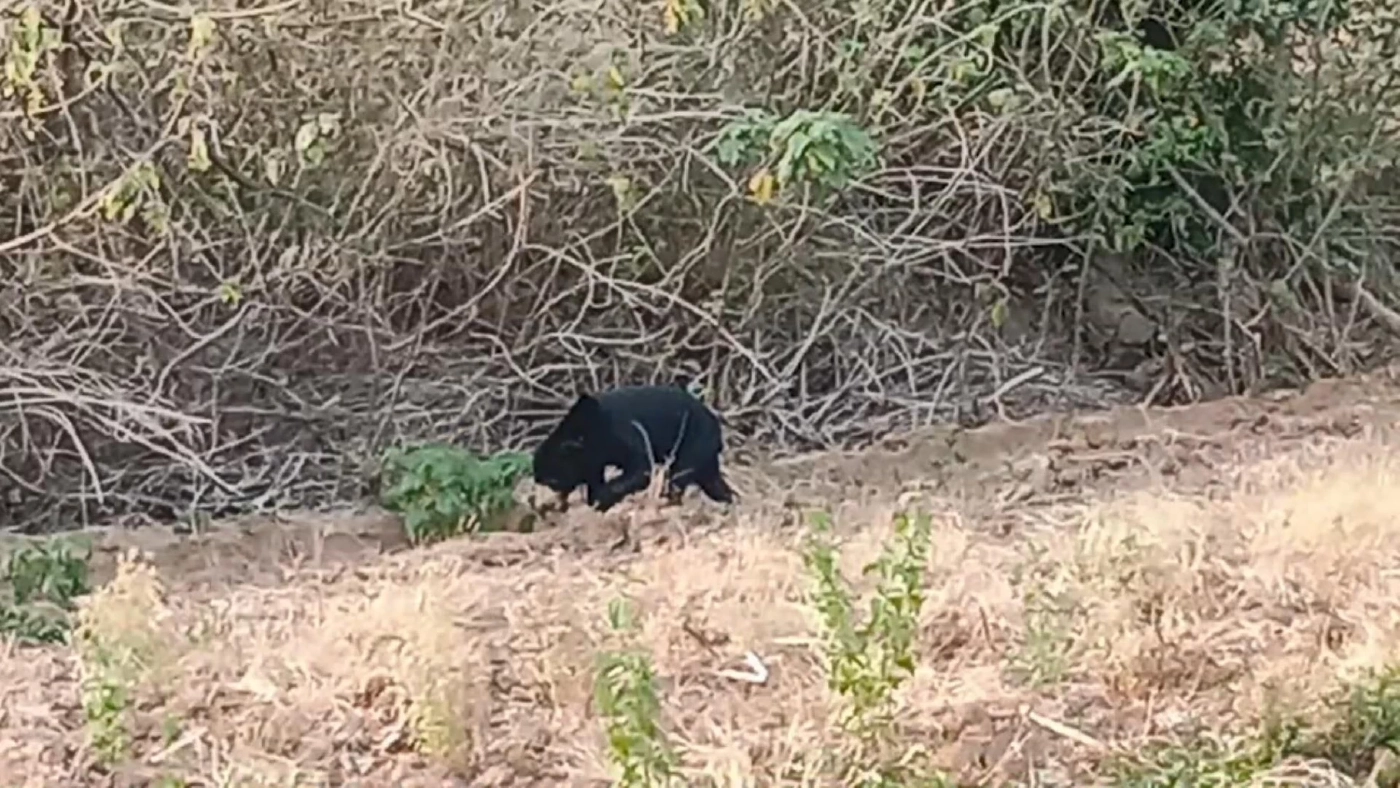 ล้อมจับวุ่น "ลูกหมีหมา" พลัดหลงเข้าใกล้ชุมชน หวั่นเกิดอันตราย