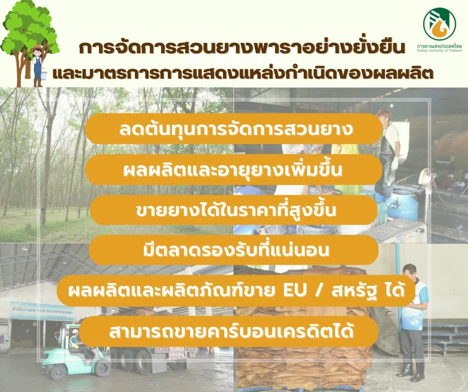 สวนยางอนุรักษ์สิ่งแวดล้อม...จุดเปลี่ยนสู่อนาคตที่สดใส