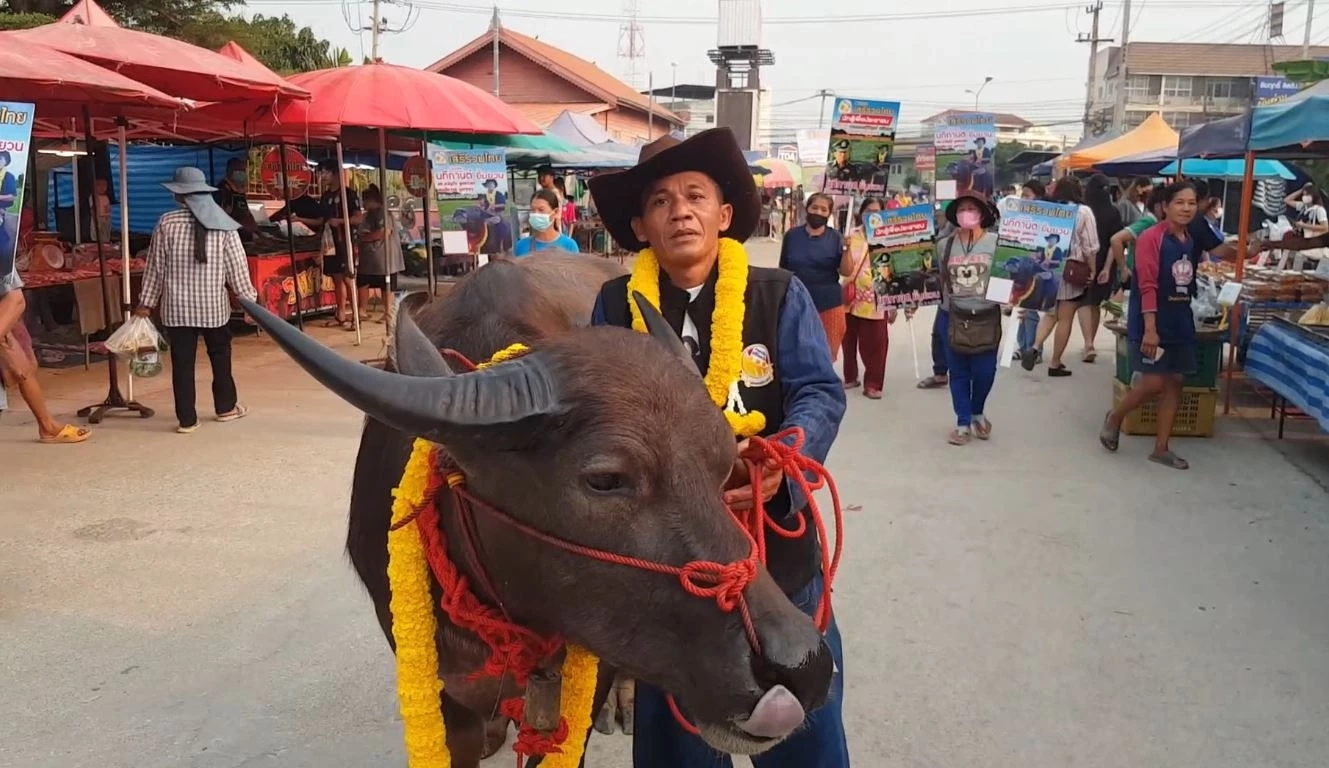 ฮือฮา ว่าที่ผู้สมัคร ส.ส. สุโขทัย ขี่ควายหาเสียง ลั่น! เอาจริง ไม่ใช่แค่สีสัน