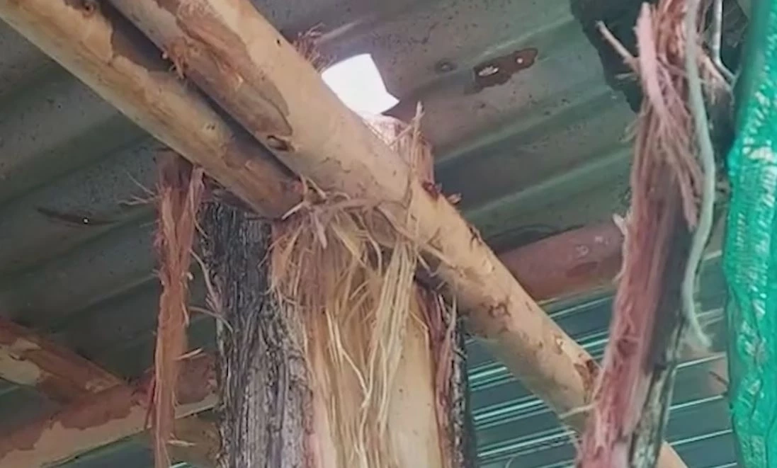 ฟ้าผ่าวัวตาย 5 ตัว เจ้าของโดนแรงสายฟ้ากระเด็น รอดหวุดหวิด