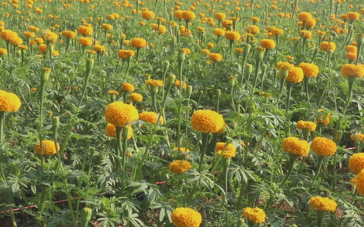 เกษตรกรพิจิตร ปลูก "ดอกดาวเรือง" ขาย สร้างรายได้ช่วงเลือกตั้ง