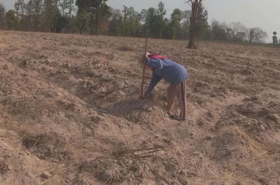 โอกาสทองหน้าแล้ง ชาวกาฬสินธุ์เก็บหัวมันสำปะหลังตากแห้ง ได้ราคาสูง กก.ละ 7 บาท