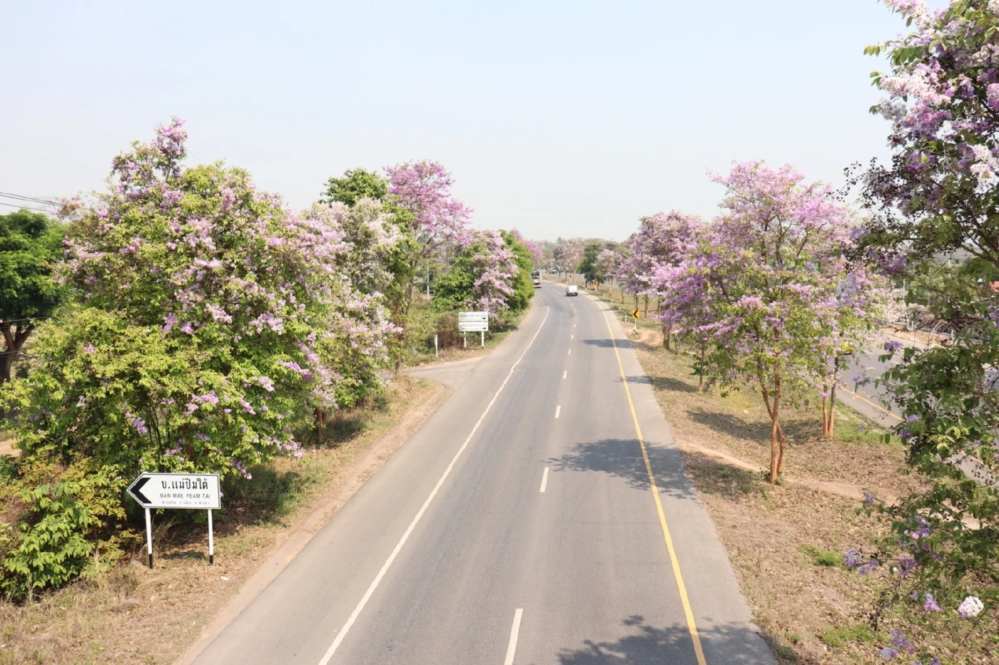 จุดเช็กอินใหม่!  “ถนนสายดอกตะแบก” สีชมพูสุดโรแมนติก บนถนนพหลโยธิน 