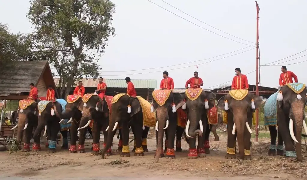 13 มีนาคม "วันช้างไทย" วังช้างอยุธยาฯ จัดเต็มเลี้ยงโต๊ะจีนช้าง กว่า 80 เชือก