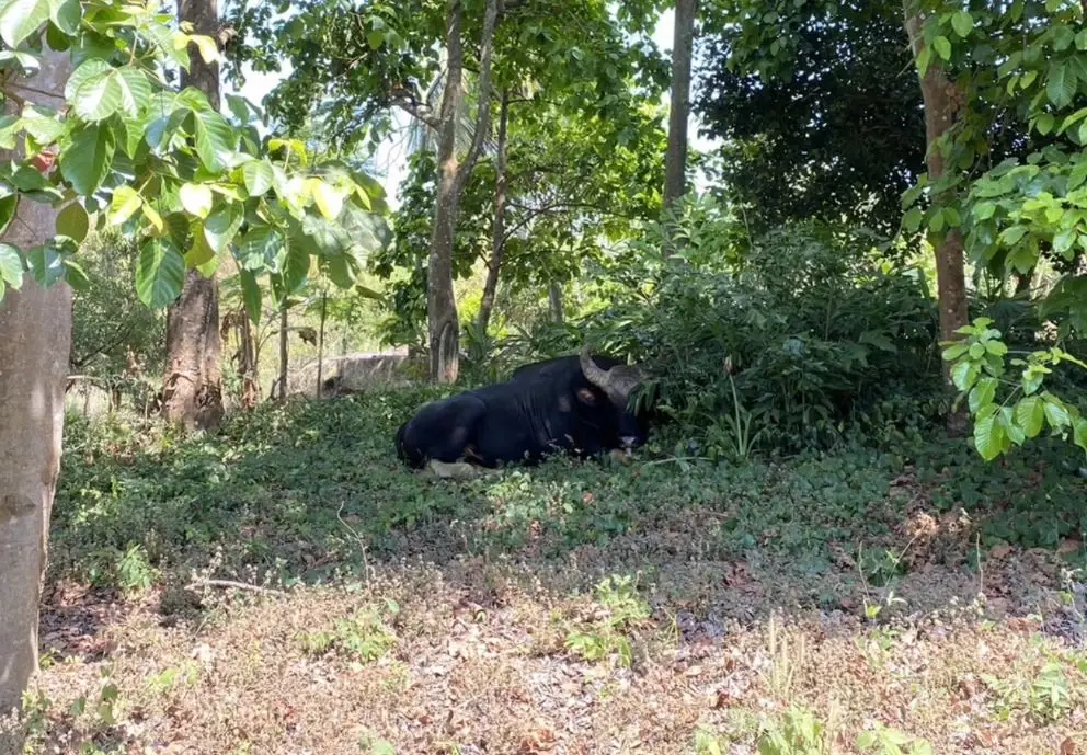 "เจ้าทองดี" กระทิงป่าวังน้ำเขียว โผล่หลบร้อนในสวนชาวบ้าน