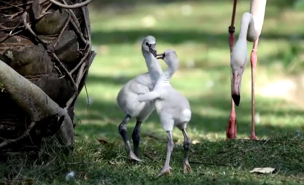 สวนสัตว์เปิดเขาเขียว อวดโฉมสมาชิกใหม่ "ลูกนกฟลามิงโก้"