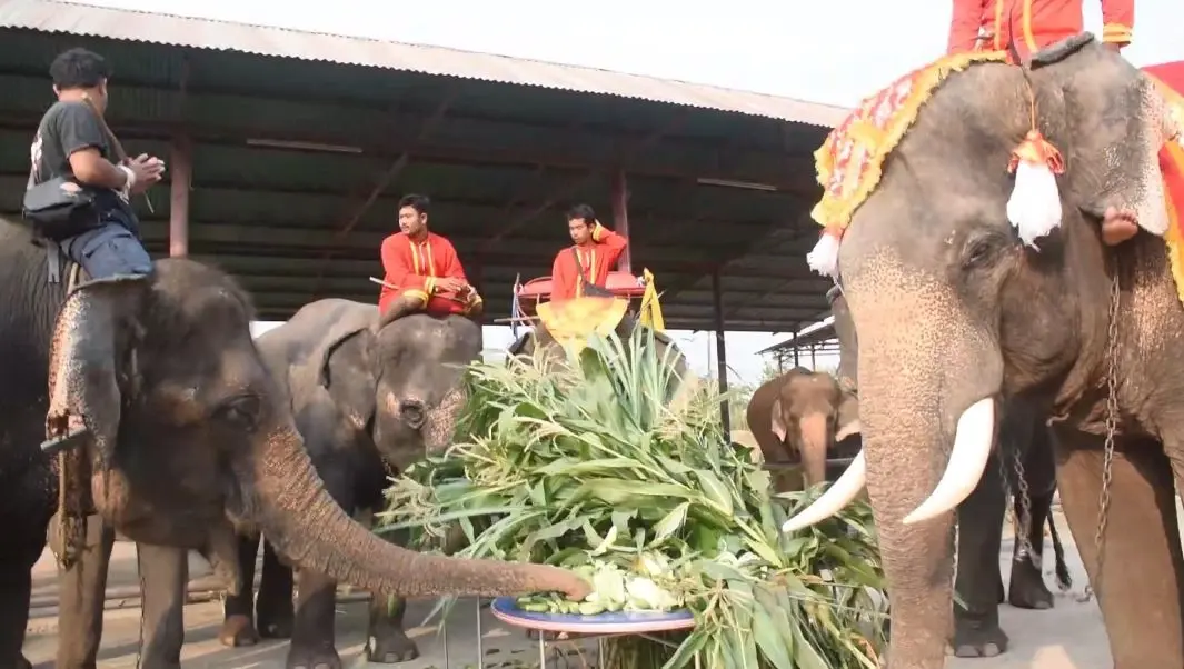 13 มีนาคม "วันช้างไทย" วังช้างอยุธยาฯ จัดเต็มเลี้ยงโต๊ะจีนช้าง กว่า 80 เชือก