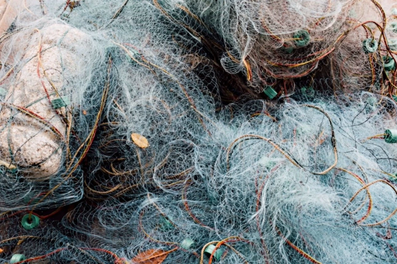 ทะเลเป็นพิษเพราะไมโครพลาสติก ทำหอยแมลงภู่เล็กลง