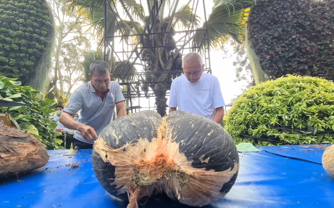 ฮือฮา! สวนนงนุชพัทยา ปอกโชว์มะพร้าวลูกละแสน