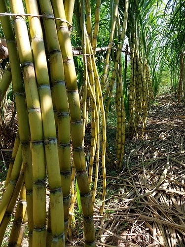 ครม.เคาะ! ราคาอ้อยขั้นสุดท้าย ฤดูการผลิตปี 64/65