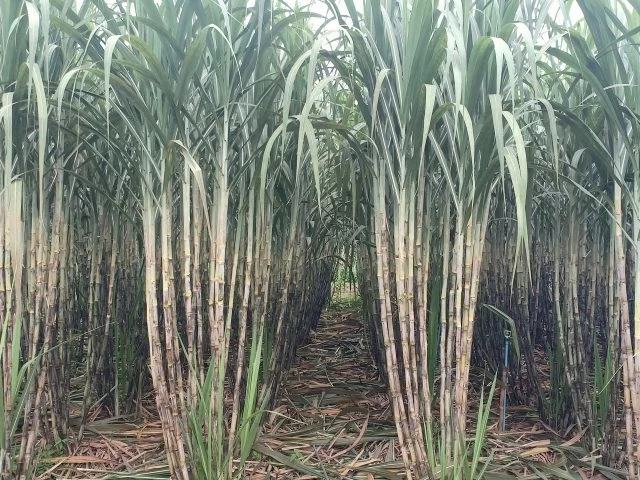 ครม.เคาะ! ราคาอ้อยขั้นสุดท้าย ฤดูการผลิตปี 64/65