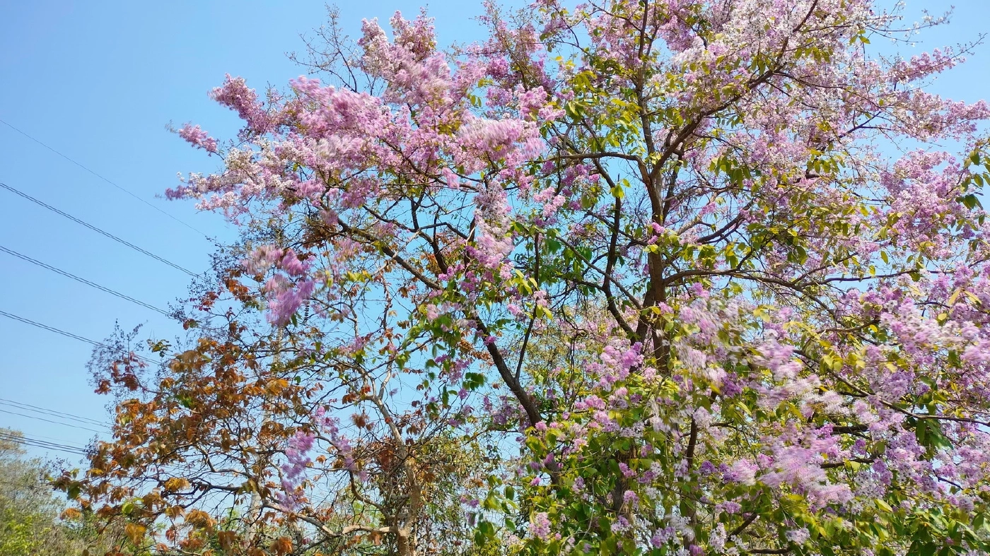 "ซากุระเมืองไทย" บานสะพรั่งเสริมความงดงามริมเส้นทาง 304