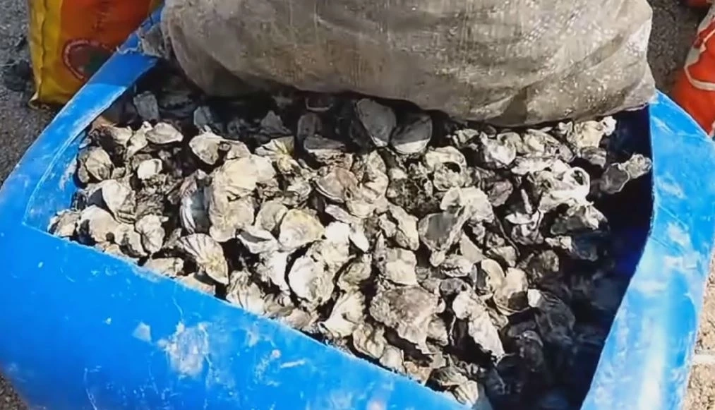 ชาวบ้านแห่เก็บหอยนางรม สร้างรายได้ หลังน้ำทะเลลง