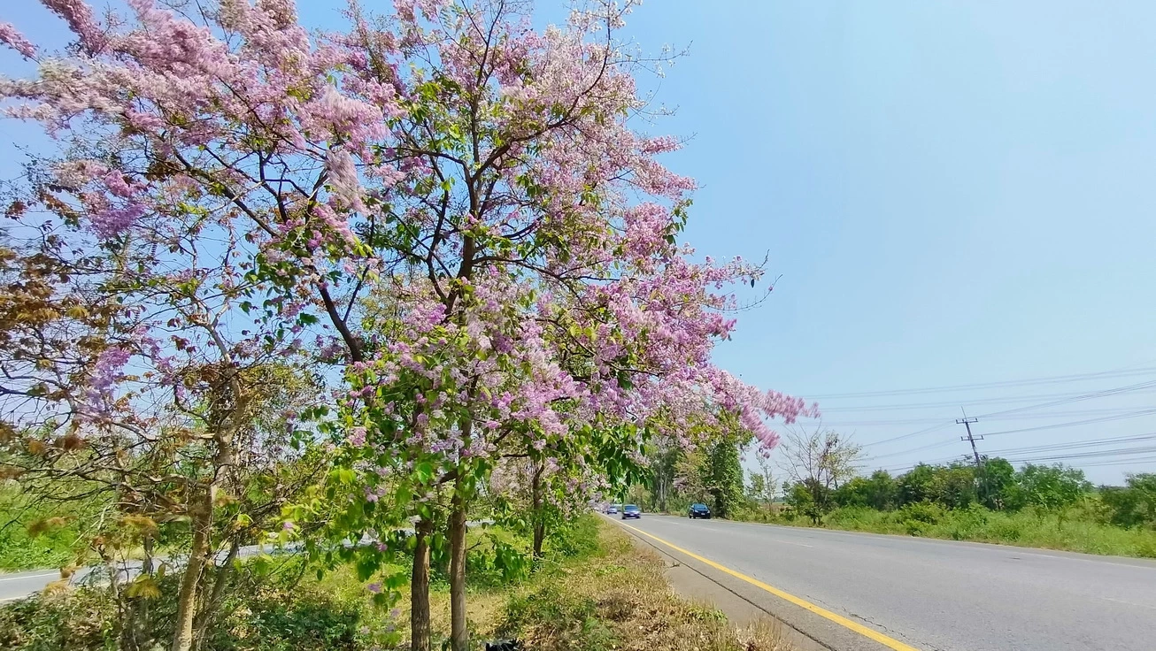 "ซากุระเมืองไทย" บานสะพรั่งเสริมความงดงามริมเส้นทาง 304