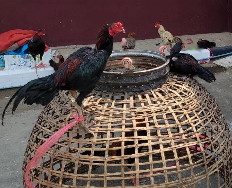 เซียนไก่ผวา แก๊งลักไก่ชนอาละวาด ที่พิษณุโลก