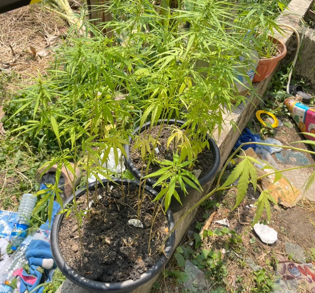 ต้นกัญชา และกัญชาอัดแท่งที่พบในบ้าน "สารวัตรกานต์"