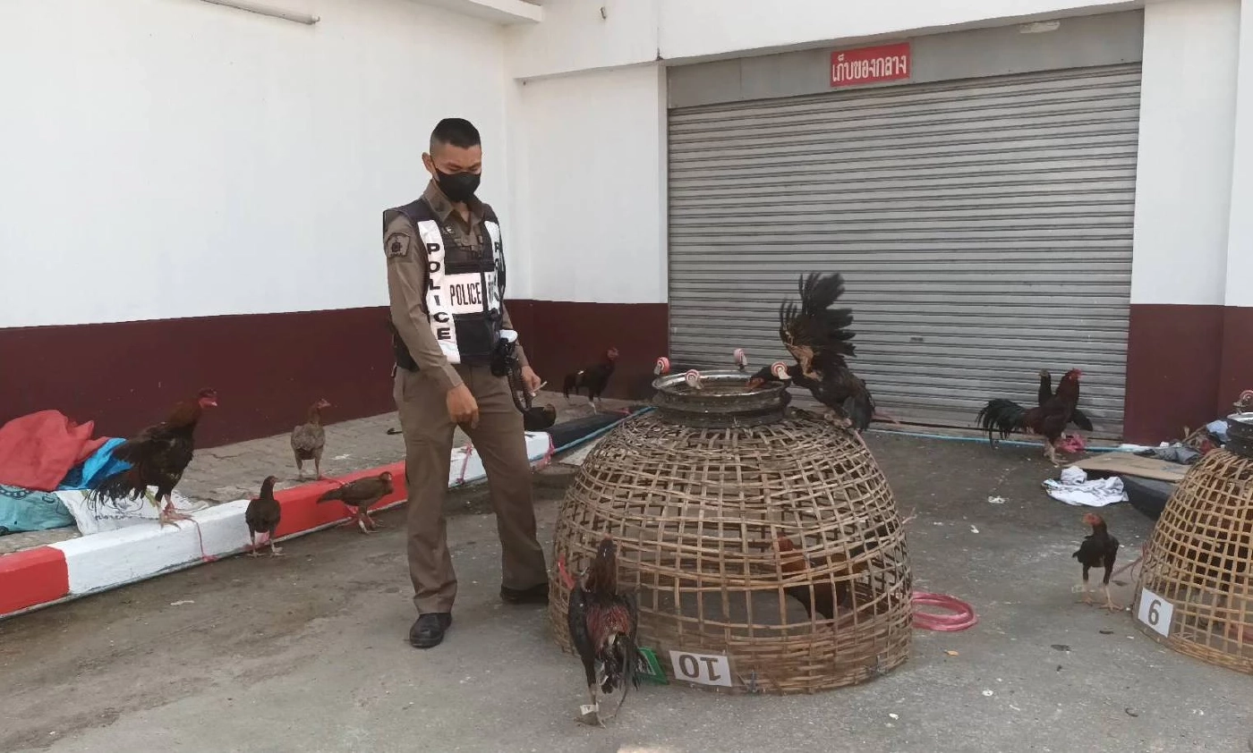 เซียนไก่ผวา แก๊งลักไก่ชนอาละวาด ที่พิษณุโลก