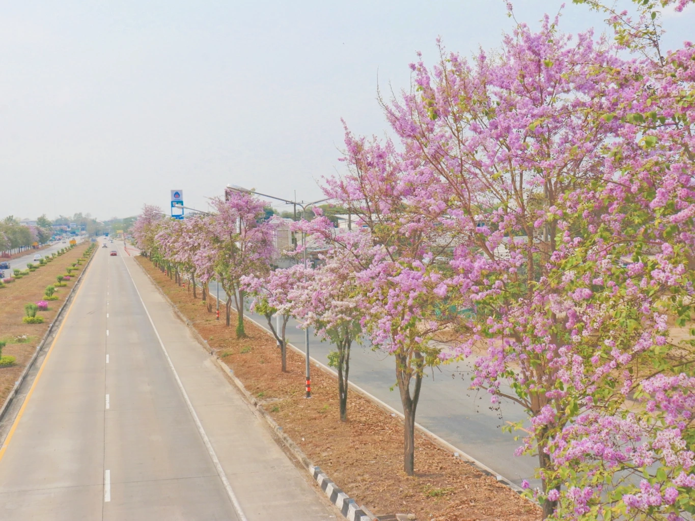 จุดเช็กอินใหม่!  “ถนนสายดอกตะแบก” สีชมพูสุดโรแมนติก บนถนนพหลโยธิน 