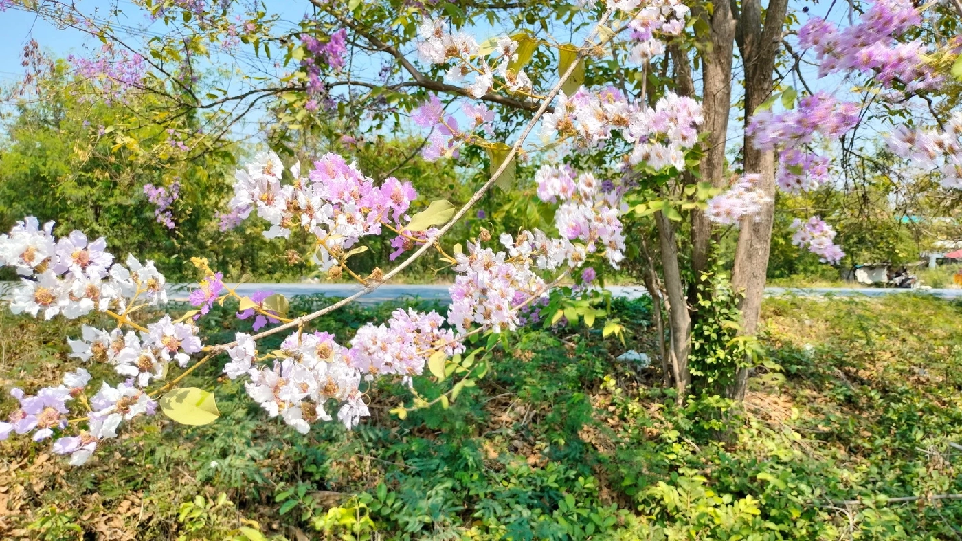 "ซากุระเมืองไทย" บานสะพรั่งเสริมความงดงามริมเส้นทาง 304