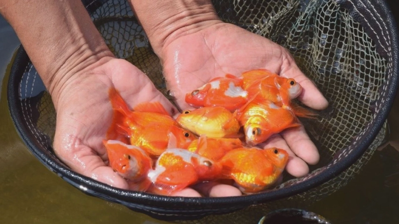 กรมประมงลุย 'แปลงใหญ่' ปลาสวยงามจังหวัดราชบุรี