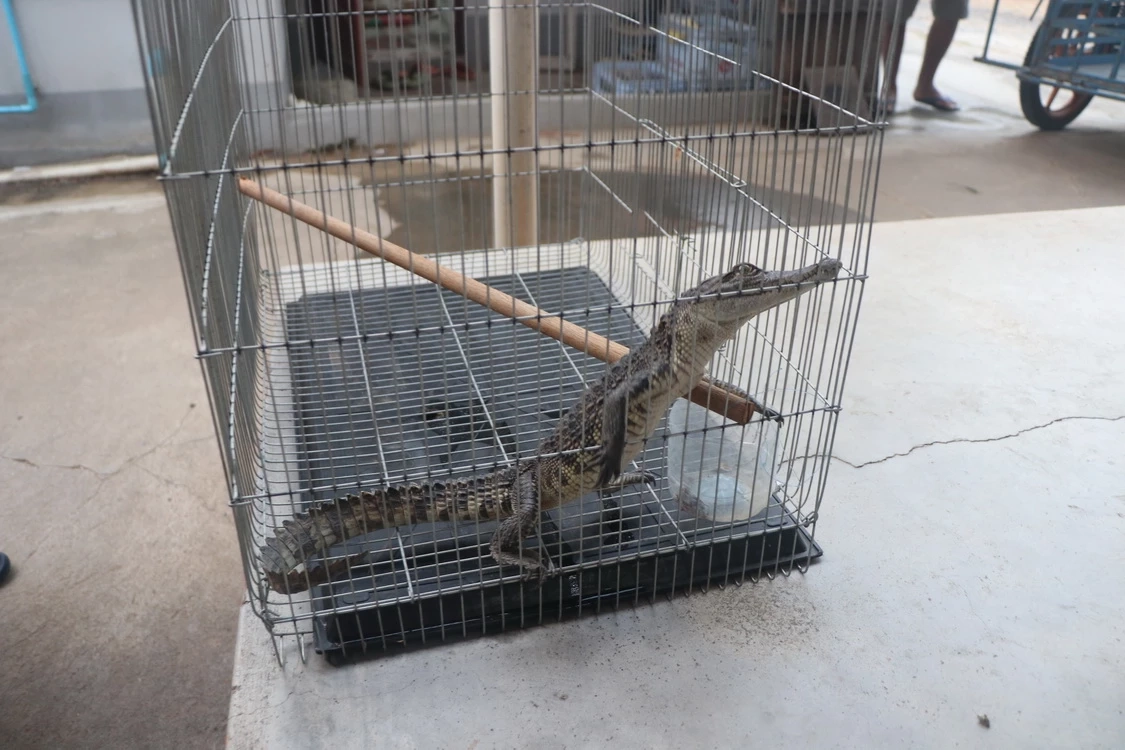 ผวา! หนุ่มตกปลาแต่ได้ "ลูกจระเข้" หวั่นมีตัวแม่