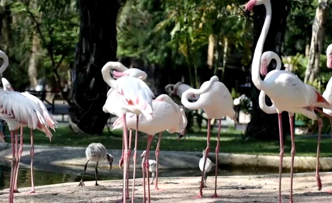 สวนสัตว์เปิดเขาเขียว อวดโฉมสมาชิกใหม่ "ลูกนกฟลามิงโก้"