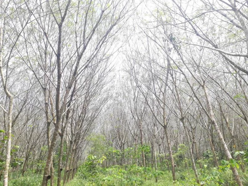 กยท.นำหลัก “เชื้อรากำจัดเชื้อรา” แก้ปัญหาโรคใบร่วงยางพารา