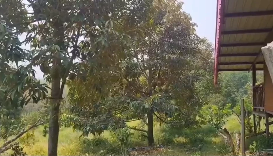 ของดีต้องรีบ จองทั้งต้น ทุเรียนระยอง "พันธุ์กบชายน้ำ" แม้ราคาลูกละสองพัน