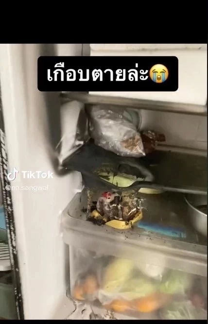 เตือนภัย สาวเอาเค้กแช่ตู้..แค่ชิ้นเดียว งานนี้เจ้าตัวลั่นเกือบดับทีเดียว 