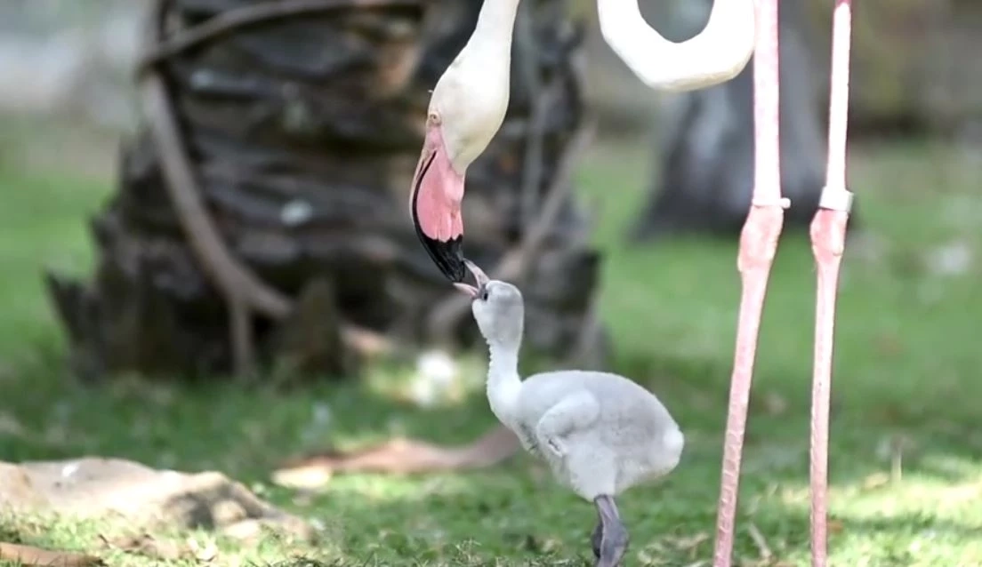 สวนสัตว์เปิดเขาเขียว อวดโฉมสมาชิกใหม่ "ลูกนกฟลามิงโก้"