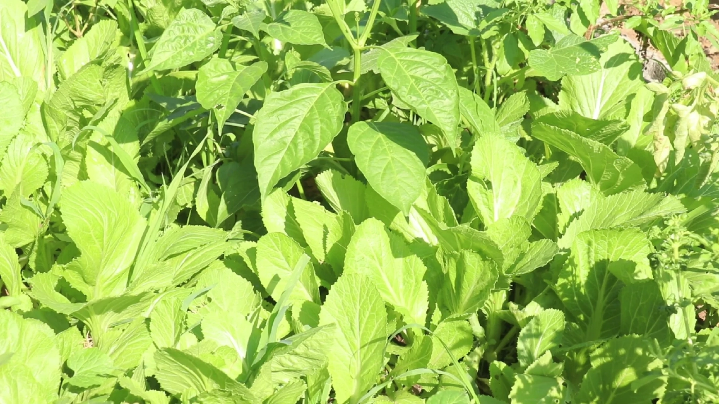 ชาวพิจิตร นำขยะเปียกปลูกผักสวนครัว ลดรายจ่ายและขยะในชุมชน