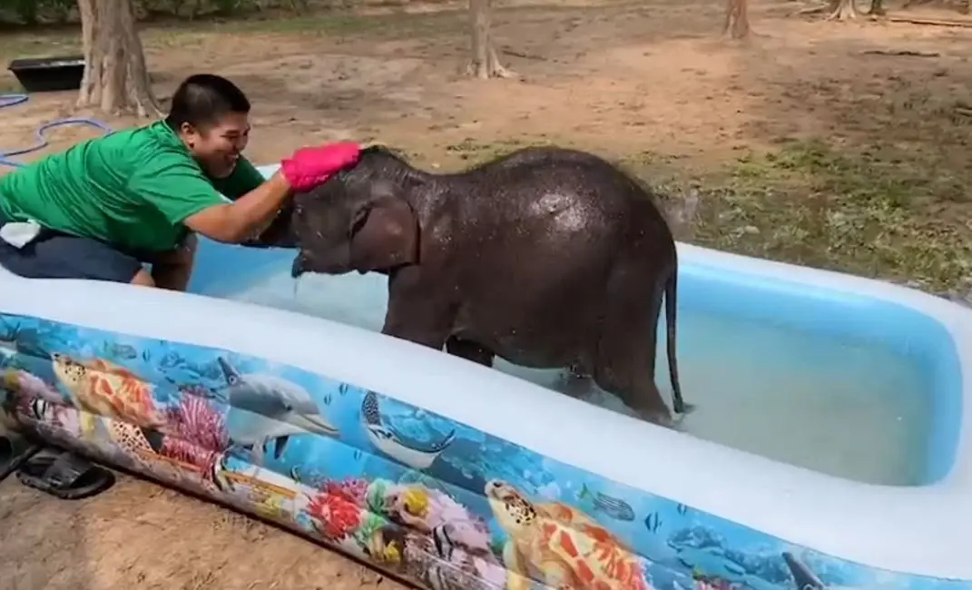 "น้องตุลา" ช้างป่าวัย 6 เดือน ไม่หวั่นกับอากาศ 36 องศาฯ พี่เลี้ยงพาเล่นน้ำคลายร้อน