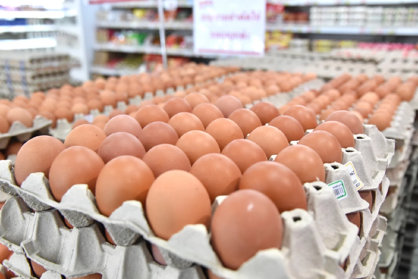 ข่าวดี! ไต้หวันรับซื้อ ไข่ไก่ไทย ประเดิมส่งล็อตแรก 5-8 ล้านฟอง ภายใน มี.ค. 66