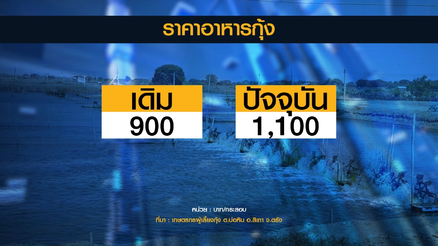 ธุรกิจเลี้ยงกุ้งกระทบหนักจากราคาพลังงานปรับราคา