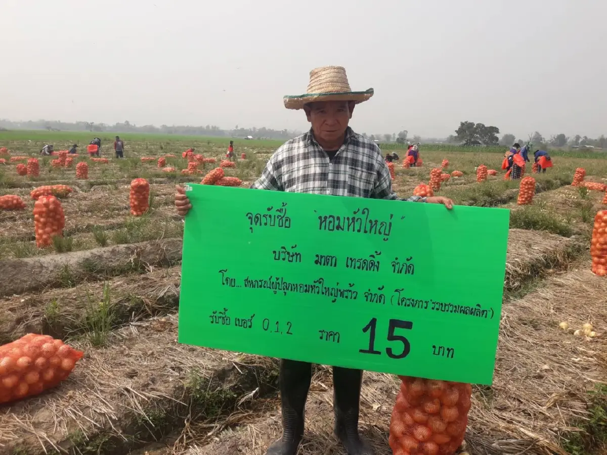 "กรมการค้าภายใน" นำผู้ประกอบเข้ารับซื้อ "หอมหัวใหญ่" อ.พร้าว ในราคานำตลาด