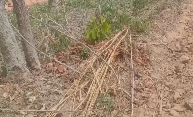ชาวบ้านสุดทน! ถูกหัวขโมยแสบ แอบย่องขุดมันสำปะหลังในไร่ไปขาย