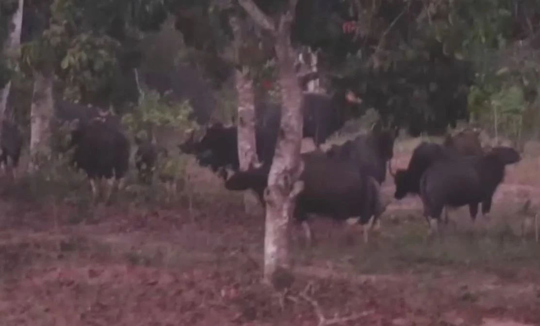 ผู้นำชุมชนเตือนชาวบ้านออกหาของป่า ระวังถูก "กระทิง" ไล่ชน