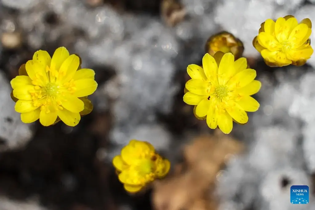 งดงามตระการตา!! ดอก adonis amurensis บานแล้วที่จีน