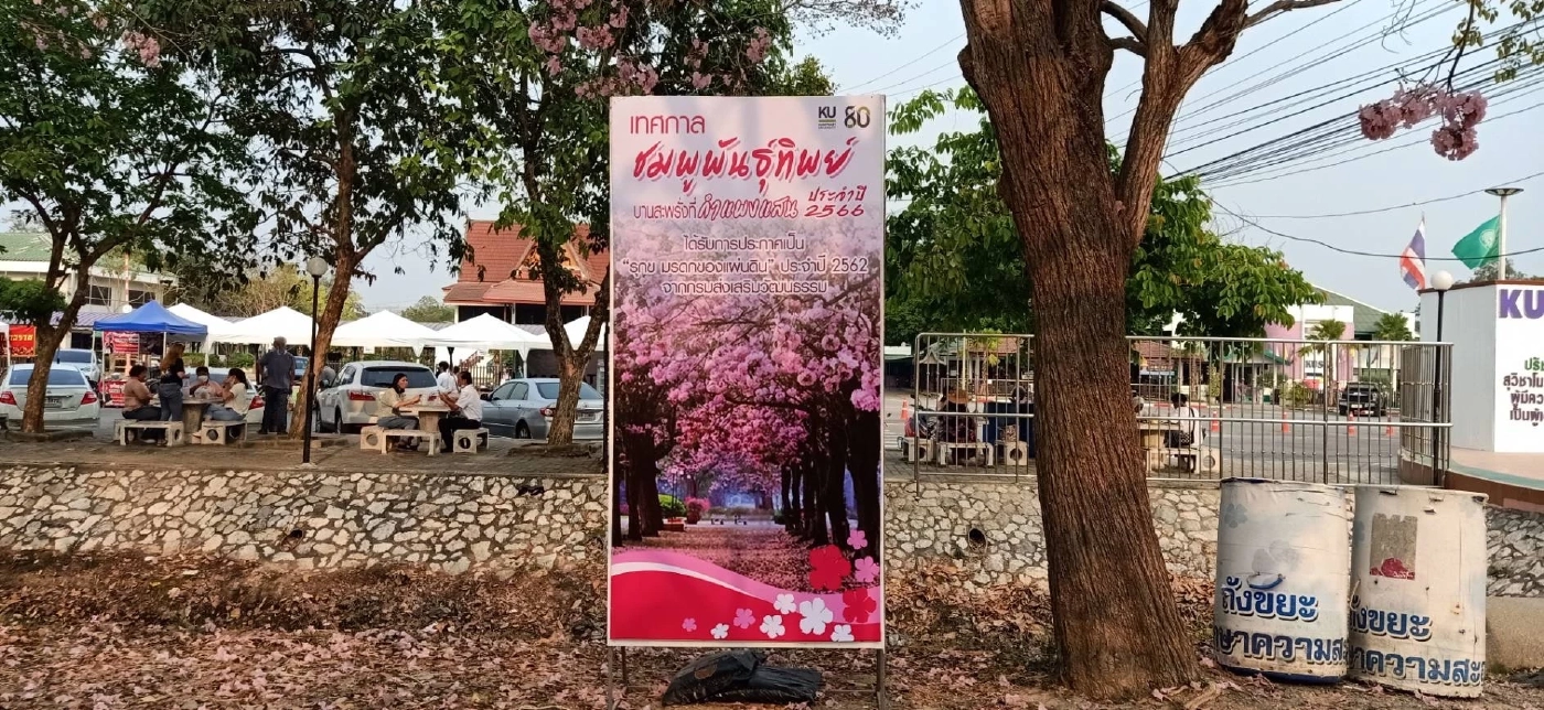 นทท. แห่ชมความงาม ดอกชมพูพันธุ์ทิพย์ บานสะพรั่ง ที่ ม.เกษตร กำแพงแสน