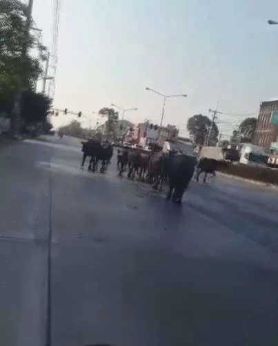 มายังไง? ควายหลุดถนน ตร.-กู้ภัย ช่วยกันไล่ต้อน เล่นเอาแตกตื่นทั้งคนทั้งควาย